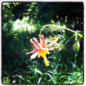 This is a native Columbine. They are beautiful surprises every late spring.